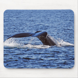 Humpback Whale Fluke, Victoria, BC Mouse Pad