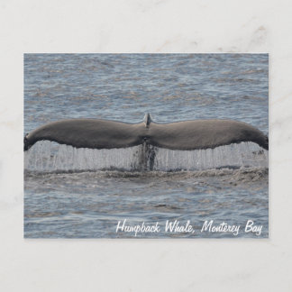 Humpback Whale Flukes Postcard