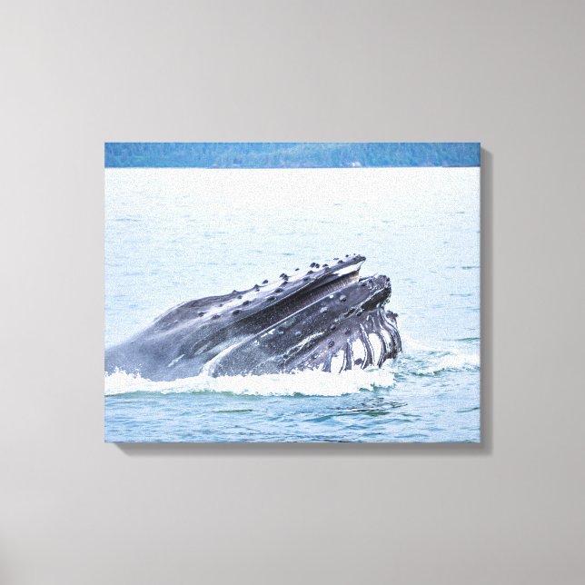 humpback whale in alaska canvas print (Front)
