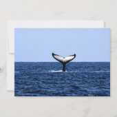Humpback Whale in Ocean (Front)