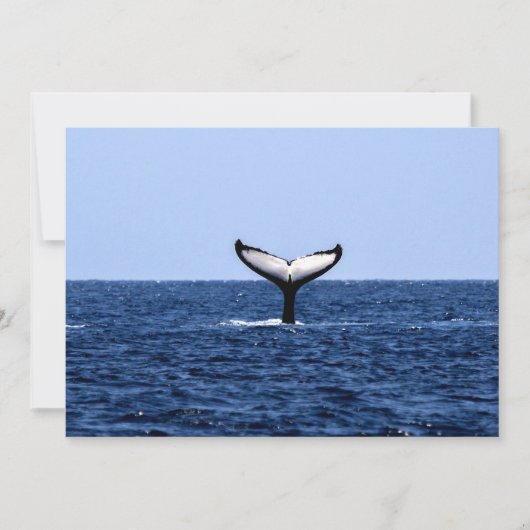 Humpback Whale in Ocean (Front)