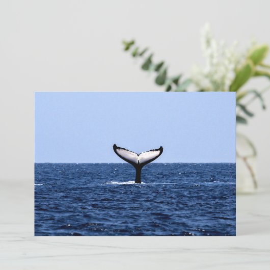 Humpback Whale in Ocean (Standing Front)