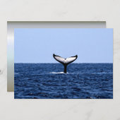 Humpback Whale in Ocean (Front/Back)