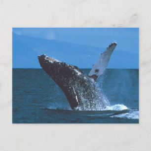 Humpback whale Jumping Postcard