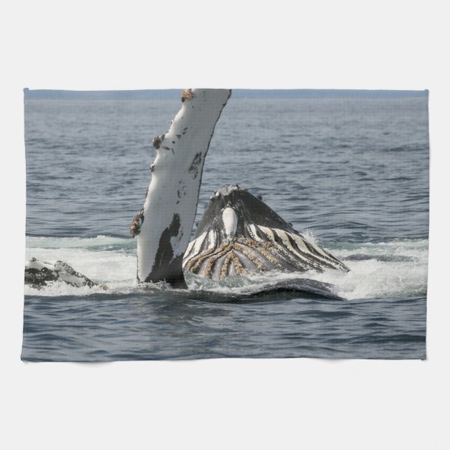 Humpback Whale Kitchen Towel (Horizontal)