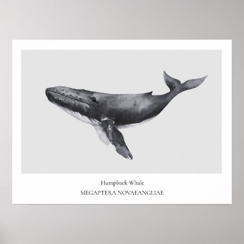 Humpback Whale Natural History Poster