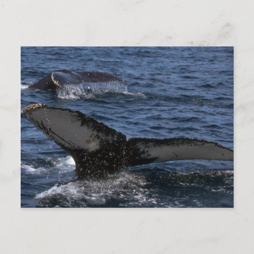 Humpback Whale Pair Postcard