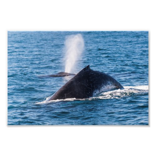 Humpback Whale Photo Print