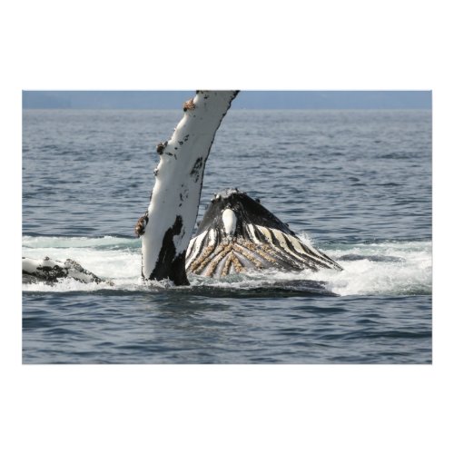 Humpback Whale Photo Print