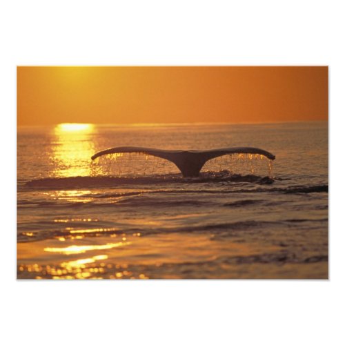 Humpback whale photo print