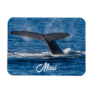Humpback whale picture on Maui Magnet