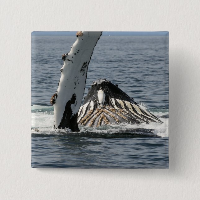 Humpback Whale Pinback Button (Front)