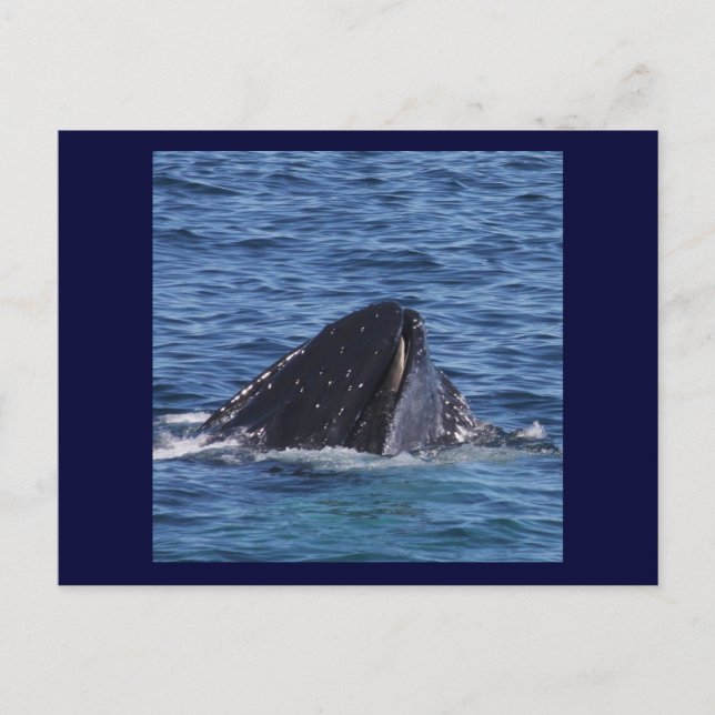 Humpback Whale Postcard (Front)