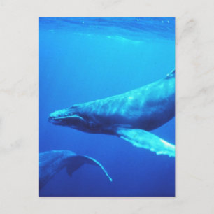 Humpback Whale Postcard