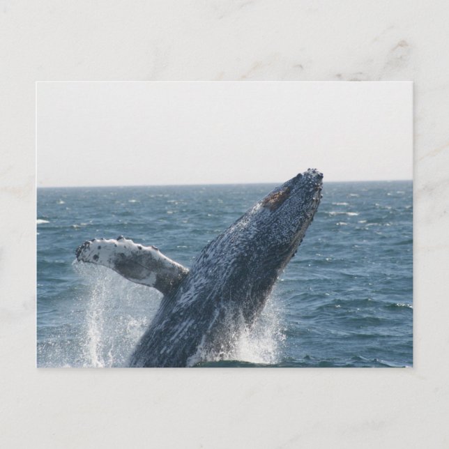 Humpback Whale Postcard (Front)