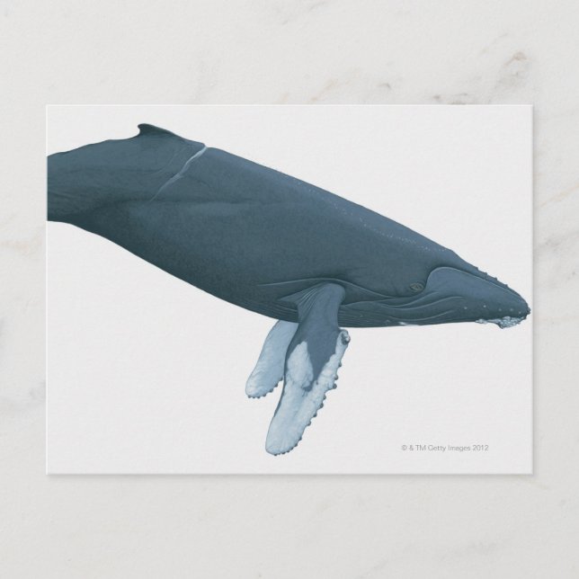 Humpback Whale Postcard (Front)