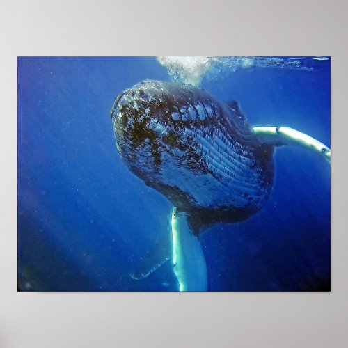 Humpback Whale Poster