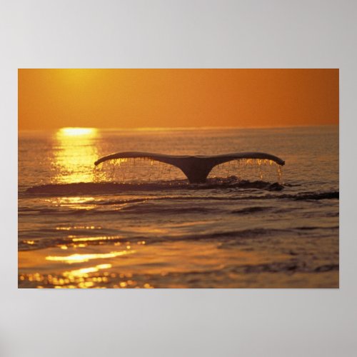 Humpback whale poster