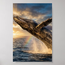 "humpback whale"