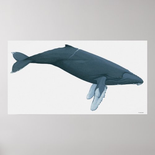 Humpback Whale Poster