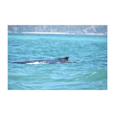 HUMPBACK WHALE QUEENSLAND AUSTRALIA CANVAS PRINT HUMPBACK WHALE QUEENSLAND AUSTRALIA CANVAS PRINT