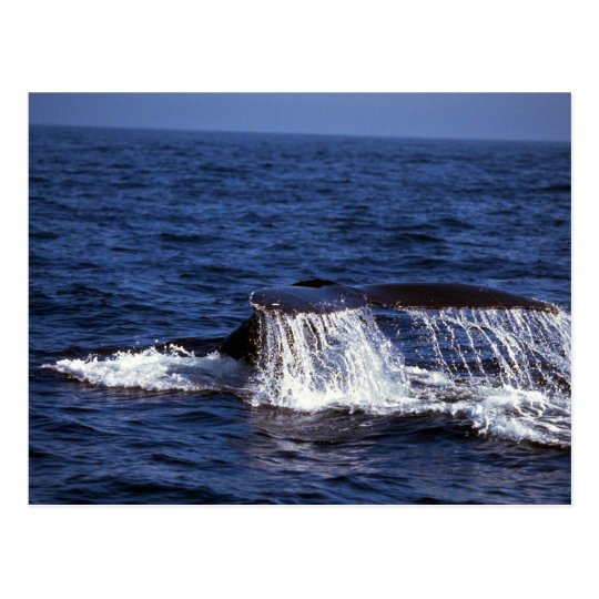 Humpback Whale Sounding (Tail Flukes) Postcard