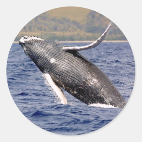 Humpback Whale Splashing Classic Round Sticker