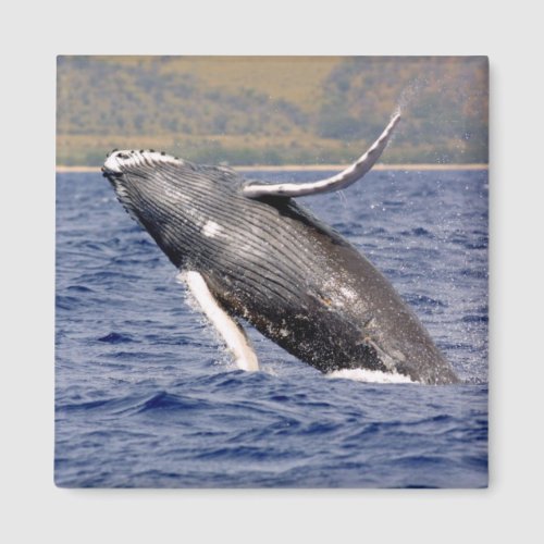 Humpback Whale Splashing Magnet