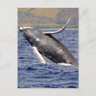Humpback Whale Splashing Postcard