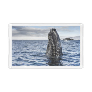 Humpback Whale Spyhops Hope Bay, Antarctica Acrylic Tray