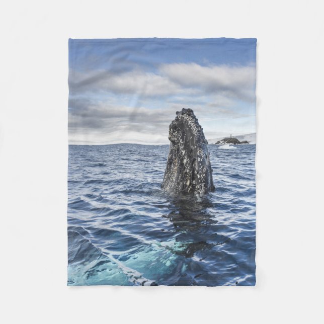 Humpback Whale Spyhops | Hope Bay, Antarctica Fleece Blanket (Front)