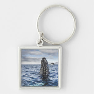 Humpback Whale Spyhops Hope Bay, Antarctica Keychain