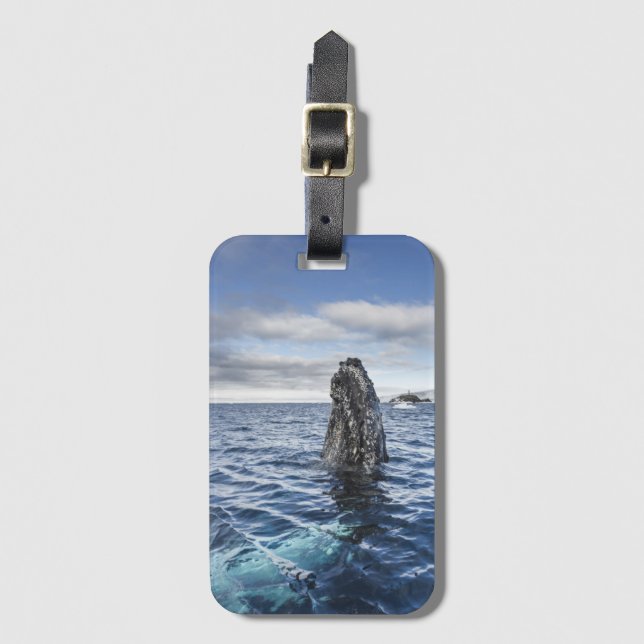 Humpback Whale Spyhops | Hope Bay, Antarctica Luggage Tag (Front Vertical)