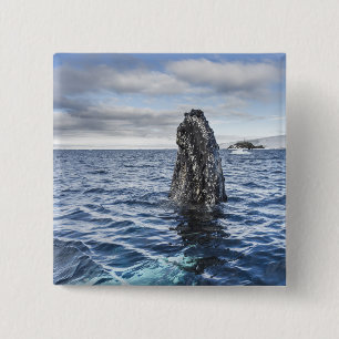 Humpback Whale Spyhops Hope Bay, Antarctica Pinback Button