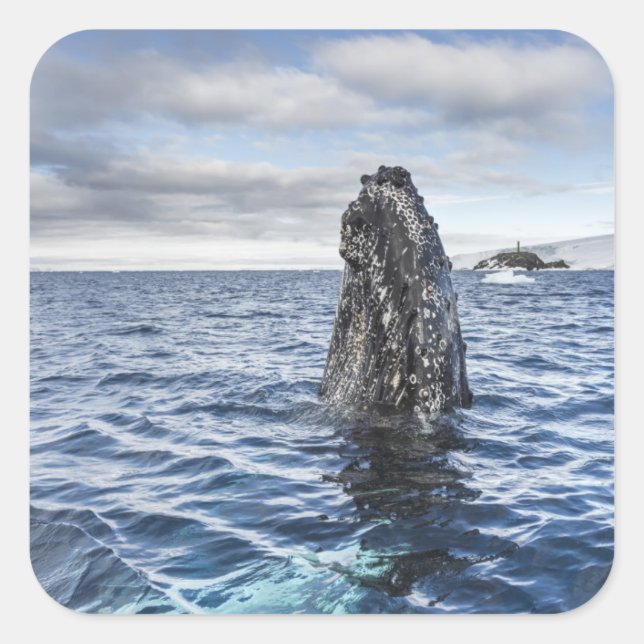 Humpback Whale Spyhops | Hope Bay, Antarctica Square Sticker (Front)