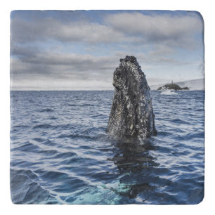 Humpback Whale Spyhops Hope Bay, Antarctica Trivet