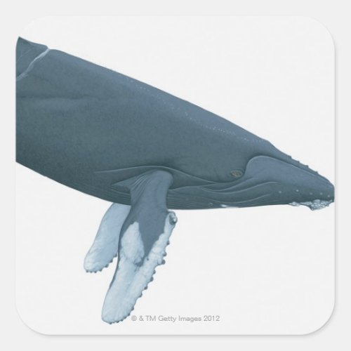 Humpback Whale Square Sticker
