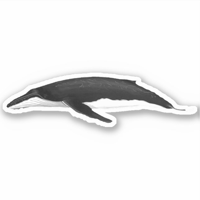 HUMPBACK WHALE STICKER (Front)