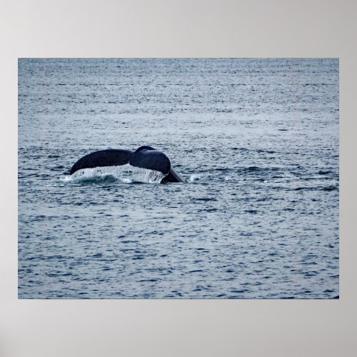 Humpback Whale Tail Alaska Photo Poster