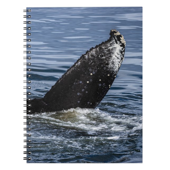 Humpback Whale Tail Close Up - Wildlife Photograph Notebook (Front)