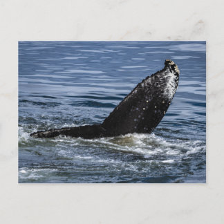 Humpback Whale Tail Close Up - Wildlife Photograph Postcard