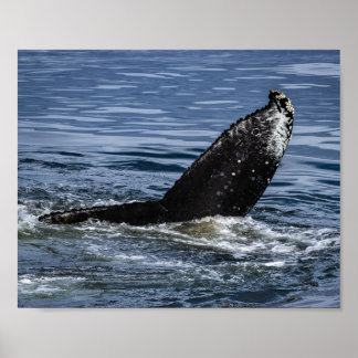 Humpback Whale Tail Close Up - Wildlife Photograph Poster