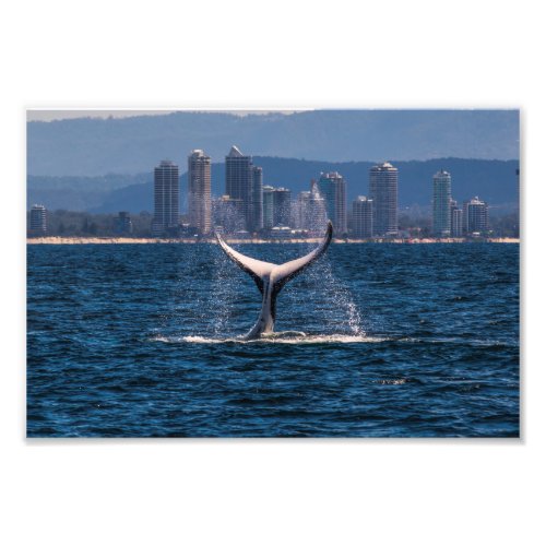 Humpback Whale _ Tail Fluke Photo Print