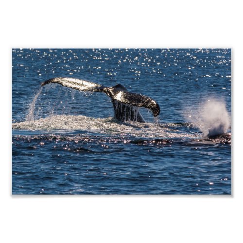 Humpback Whale Tail Fluke Photo Print