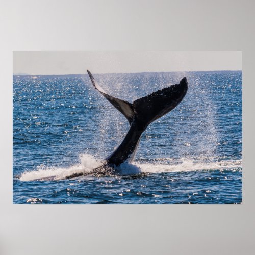 Humpback Whale Tail Fluke Poster