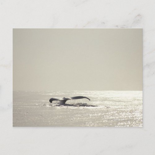 Humpback whale tail over water surface postcard