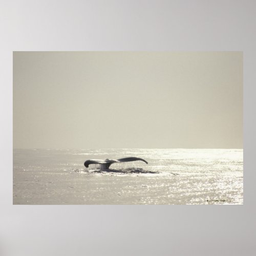 Humpback whale tail over water surface poster