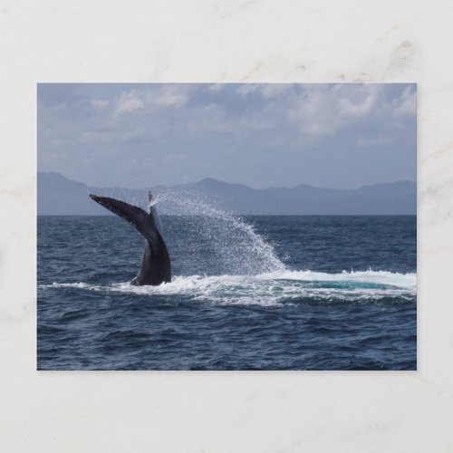 Humpback Whale Tail Splash Postcard