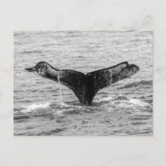 Humpback Whale Tail Splash - Wildlife Photography Postcard
