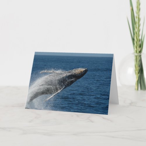 Humpback Whale_ The Breach Card